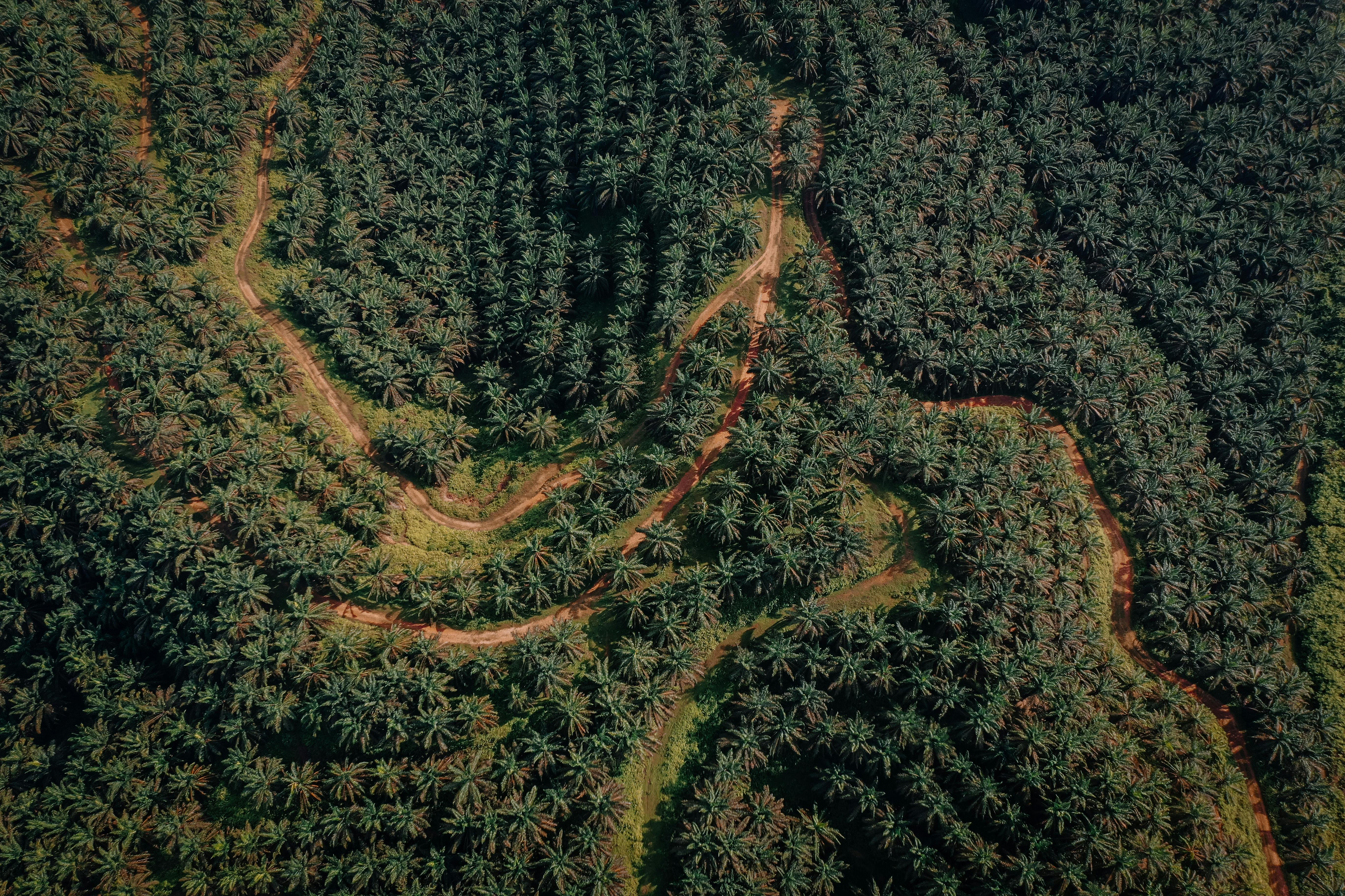 Oil palm plantation — Unisphere Palm Oil